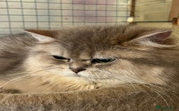 Ragdoll cats for sale: Ragdoll x longhair female kitten  - Image 5
