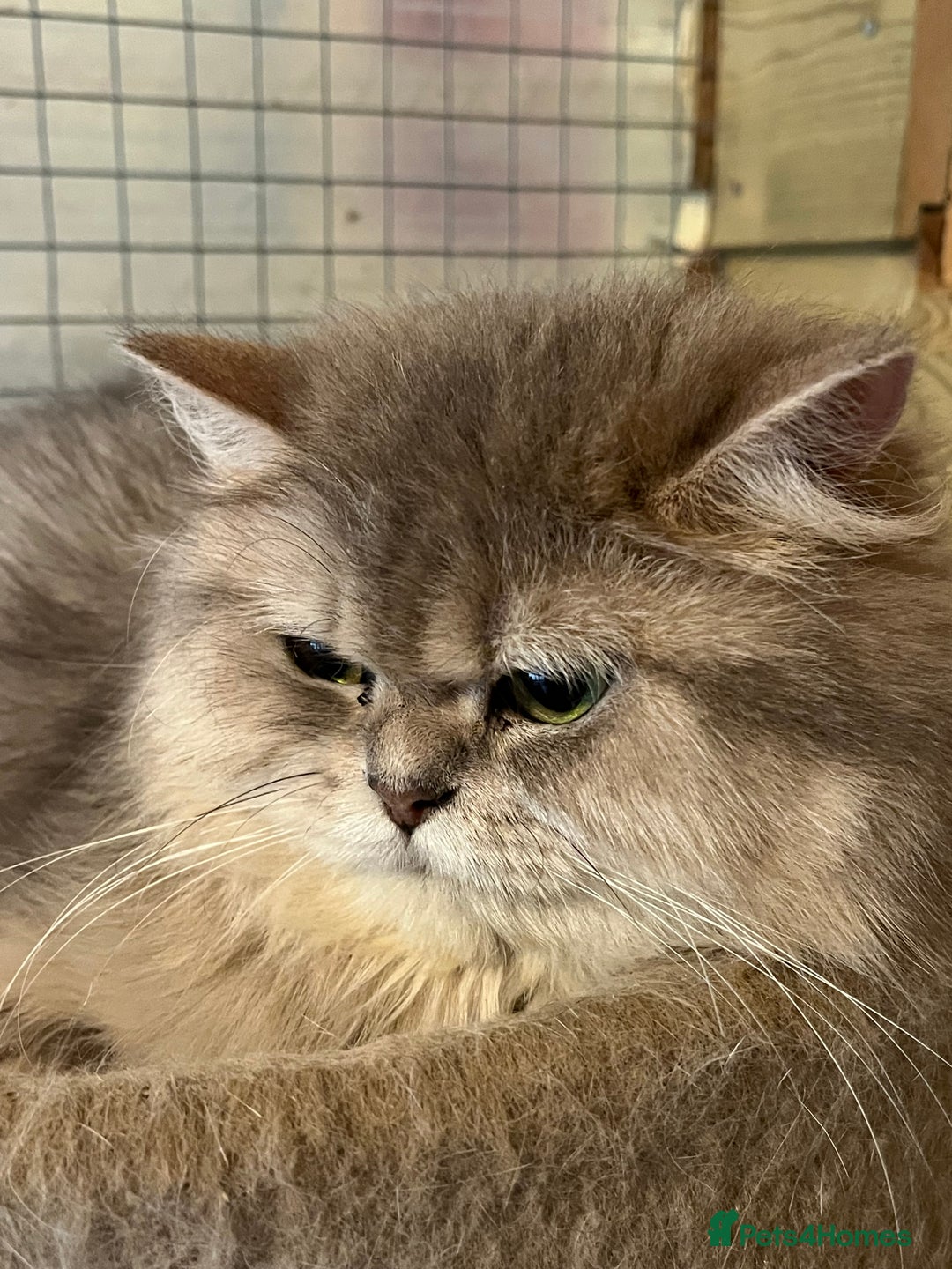 Ragdoll cats for sale: Ragdoll x longhair female kitten  - Image 5