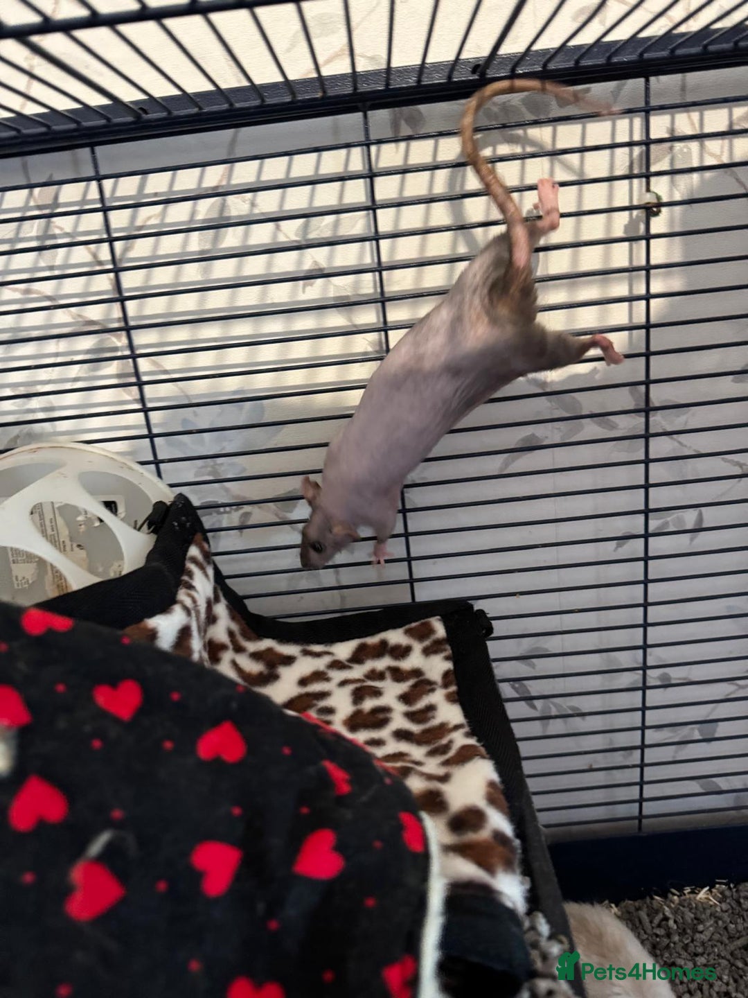 Rat rodents for sale: Beautiful rats and cage for sale  - Image 15