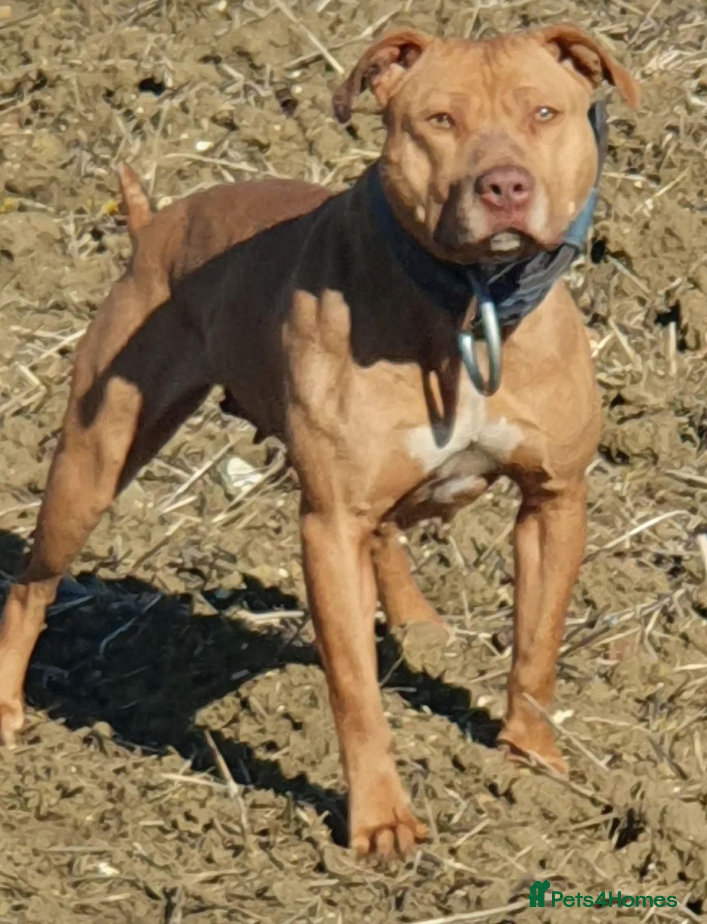 Staffordshire Bull Terrier dogs Irish Staffordshire bull  terrier  - Advert 1