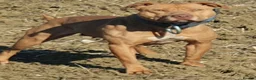 Staffordshire Bull Terrier dogs for sale: Irish Staffordshire bull  terrier  in Haverhill - Advert 1