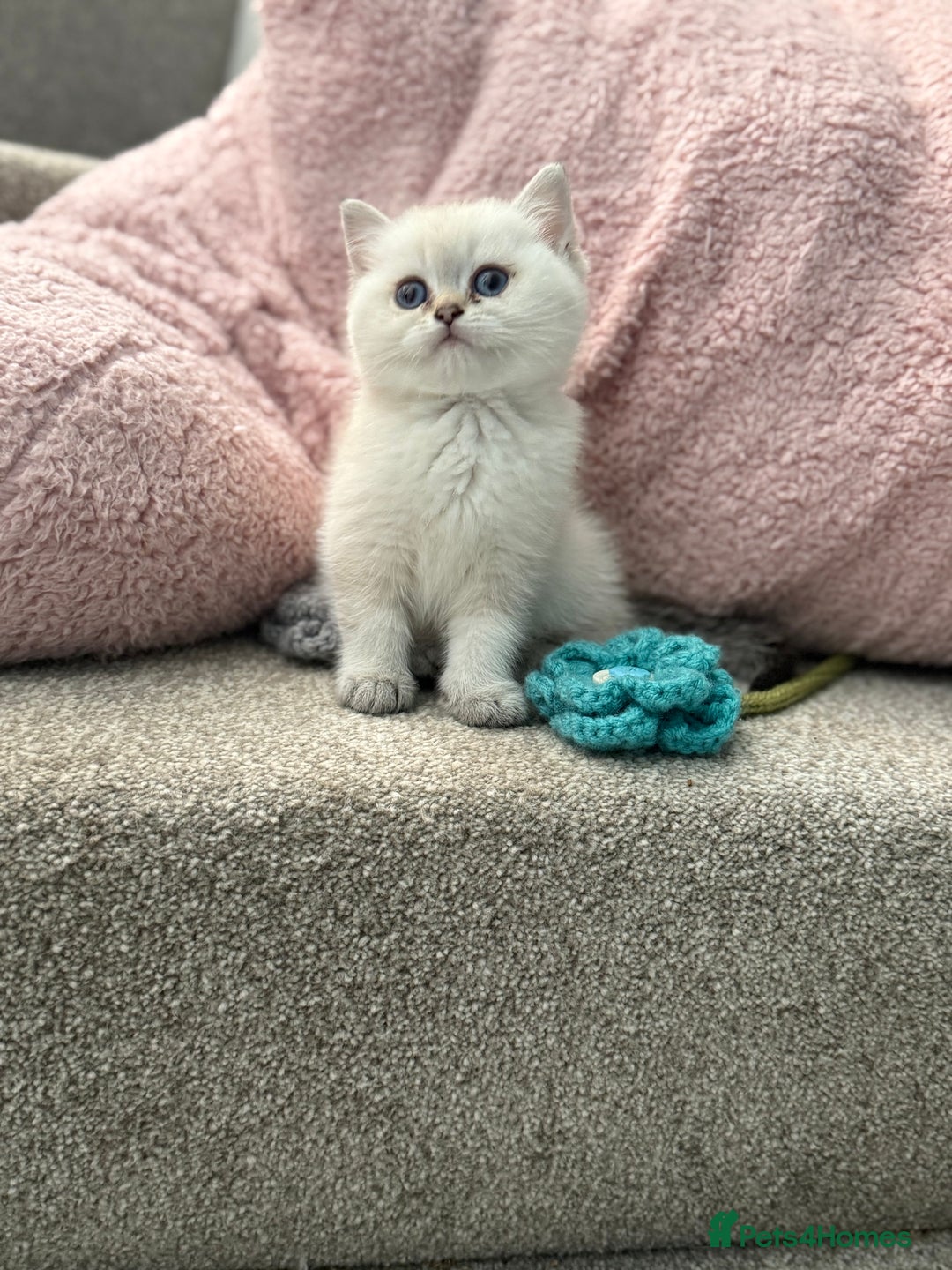 British Shorthair cats for sale: Beautiful GCCF kittens from champion lines  - Image 3
