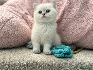 British Shorthair cats - Advert 23