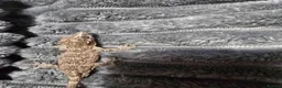 Gecko reptiles for sale: Gargoyle Gecko - Advert 3