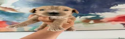Goldendoodle dogs for sale: Multigenerational Goldendoodle Girls Licensed - Advert 2