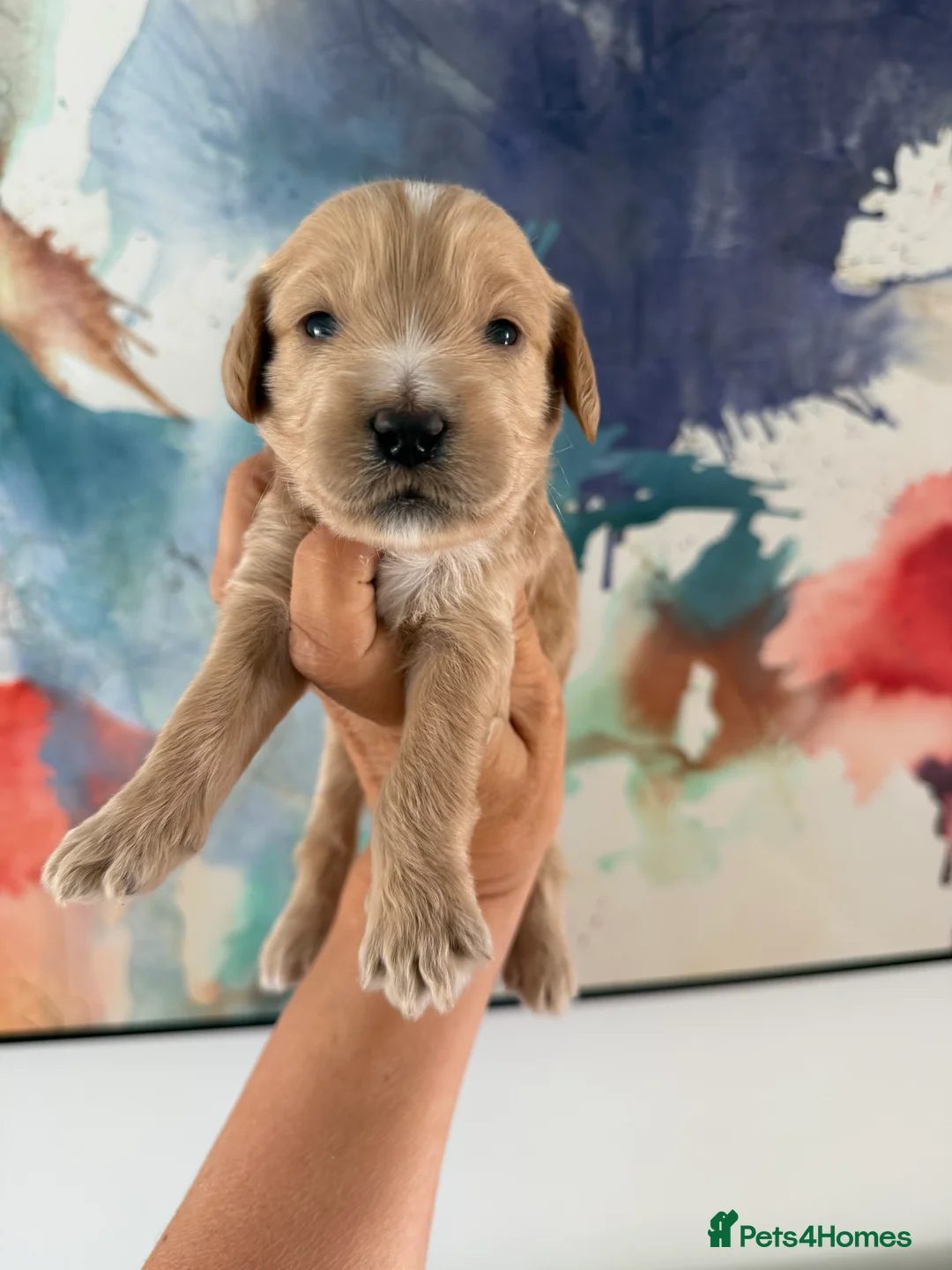 Goldendoodle dogs for sale: Multigenerational Goldendoodle Girls Licensed - Advert 2