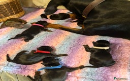 Dobermann dogs for sale: *Stunning Top/Best Bloodline Dobermanns For Sale* - Image 9