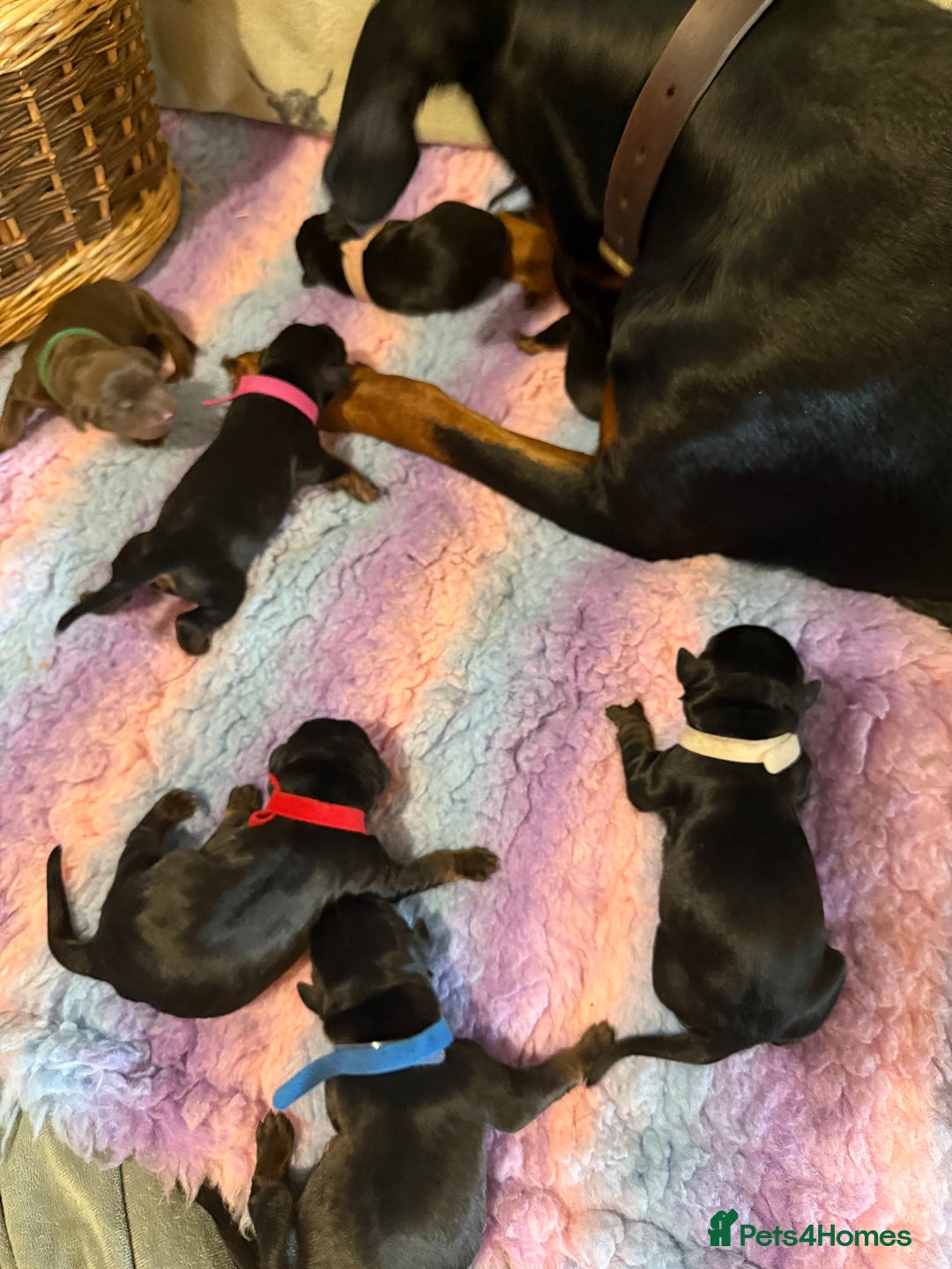 Dobermann dogs for sale: *Stunning Top/Best Bloodline Dobermanns For Sale* - Image 9
