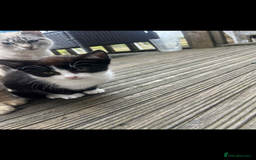 Mixed Breed cats for sale:  female kittens  - Image 3