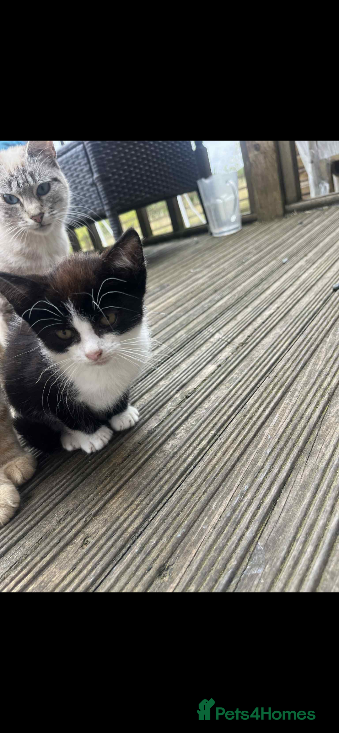 Mixed Breed cats for sale:  female kittens  - Image 3
