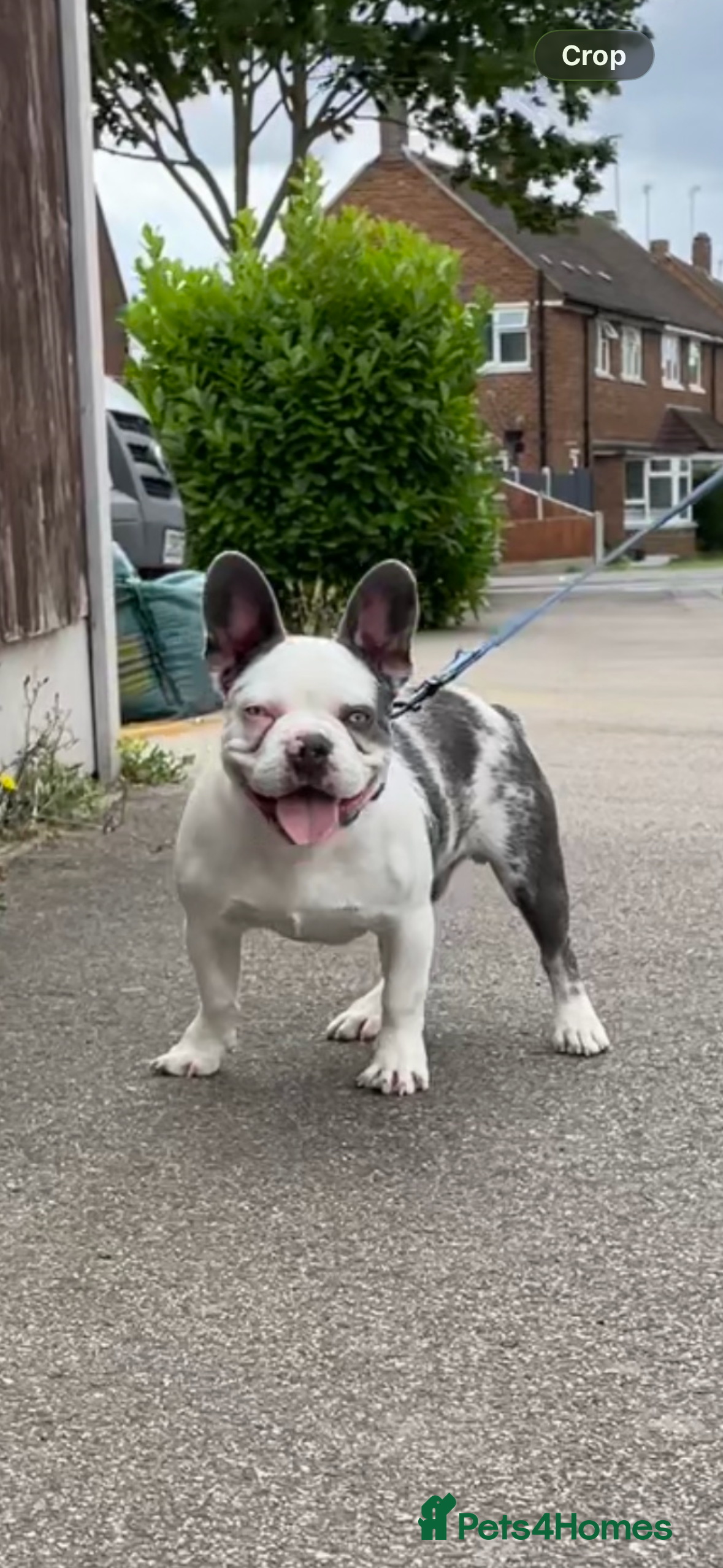 French Bulldog dogs French bulldog - Advert 1