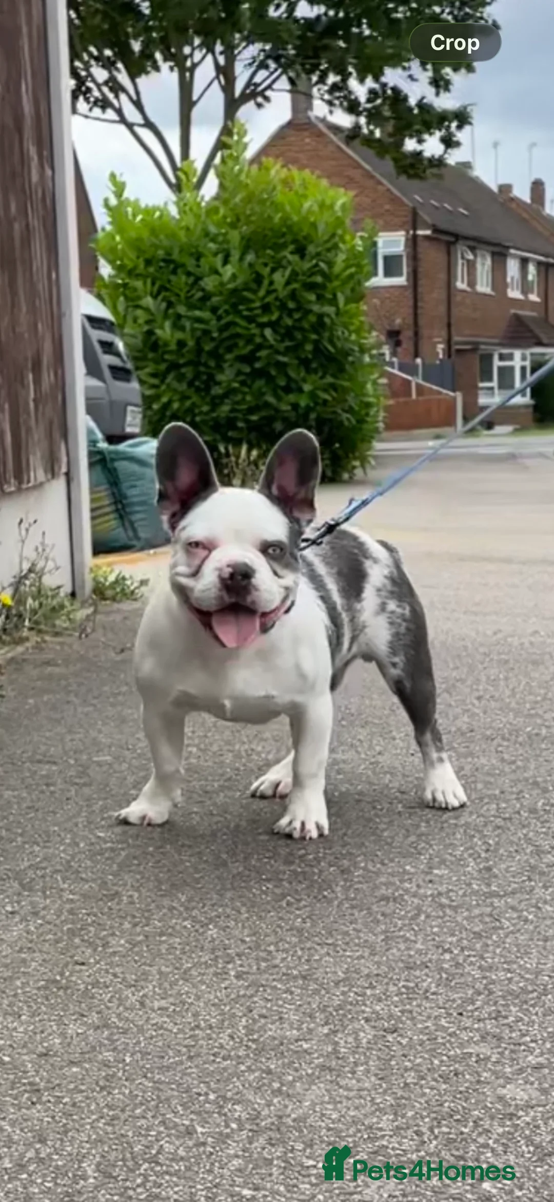 French Bulldog dogs for stud: French bulldog - Advert 1