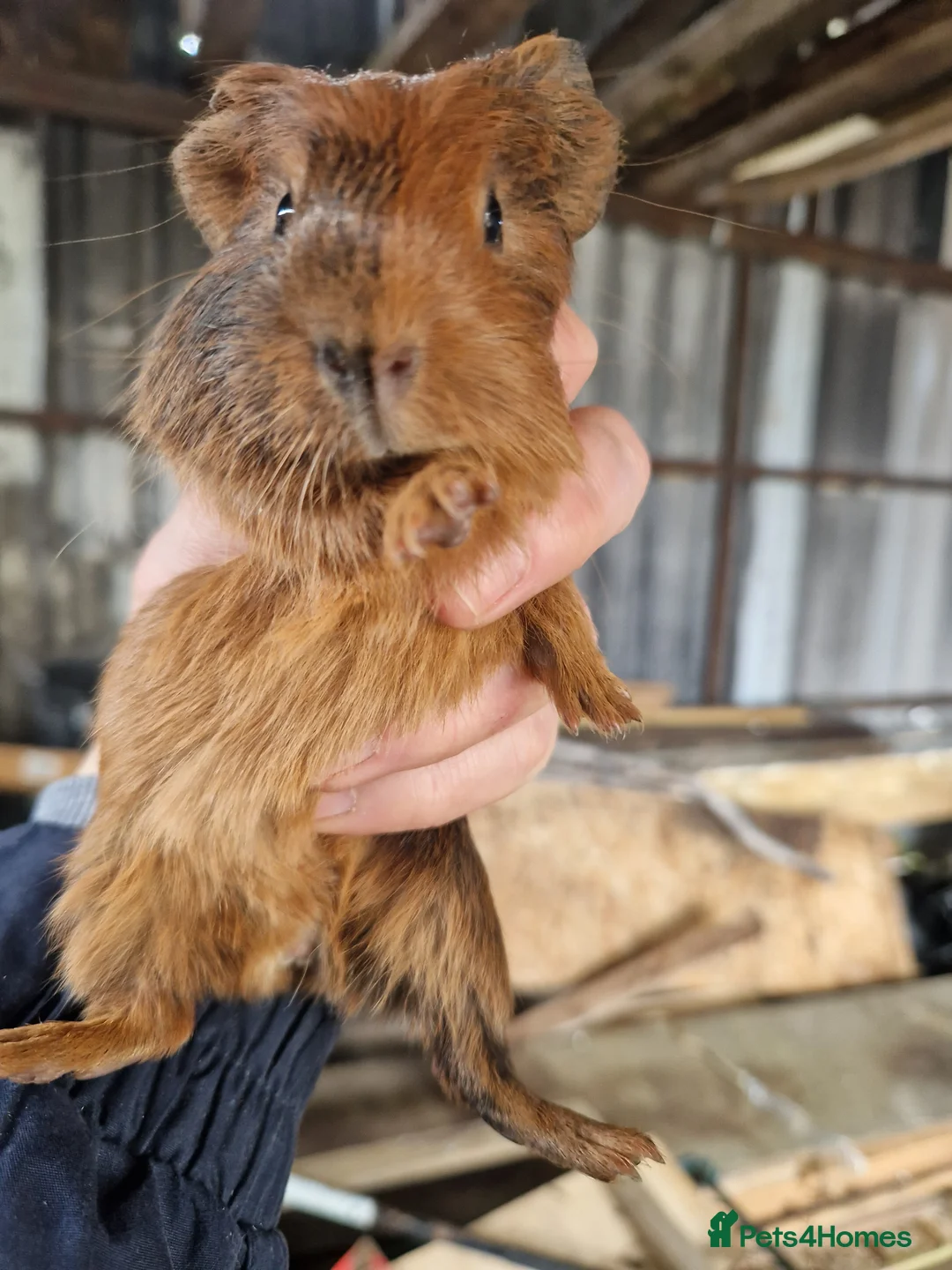 Guinea Pig rodents for sale: Baby Guinea Pigs - Advert 14