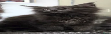 Maine Coon 2