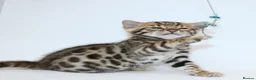 Bengal cats for sale: 🔥 Beautiful Bengal girl🔥 - Advert 6