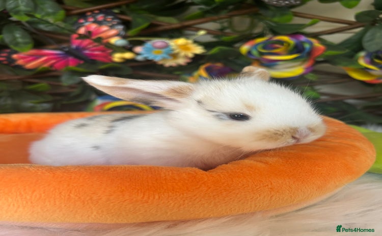 Mini Lop rabbits - Advert 5