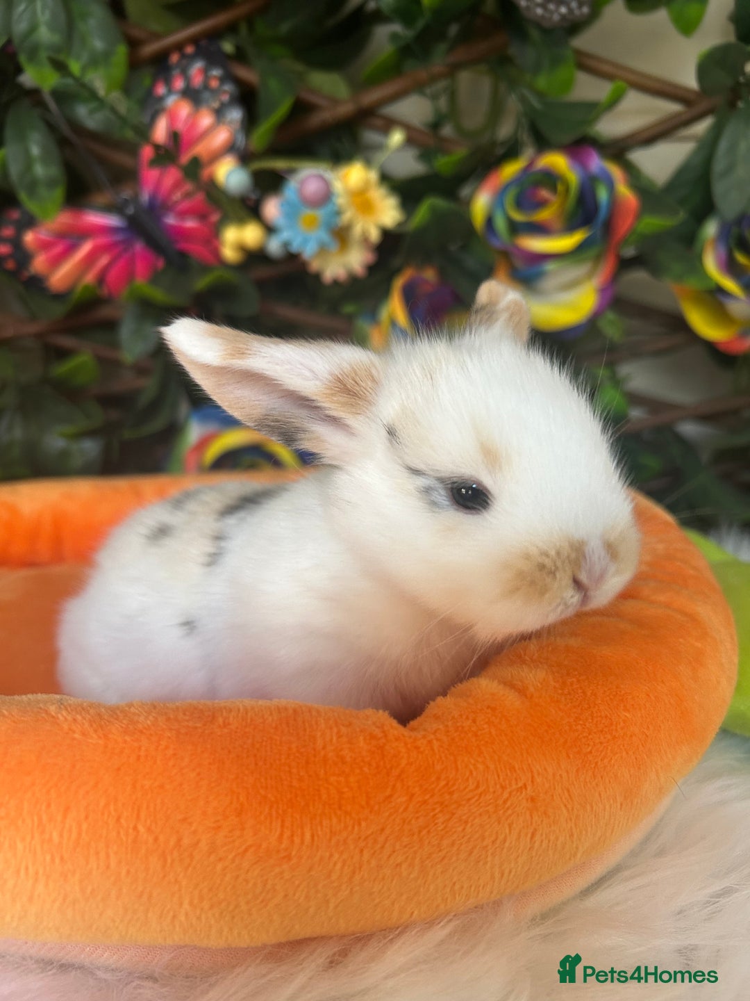 Mini Lop rabbits for sale: Pure Breed Mini lops  - Image 1