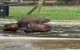 Ducks poultry for sale: Indian Runner Ducks  - Image 1