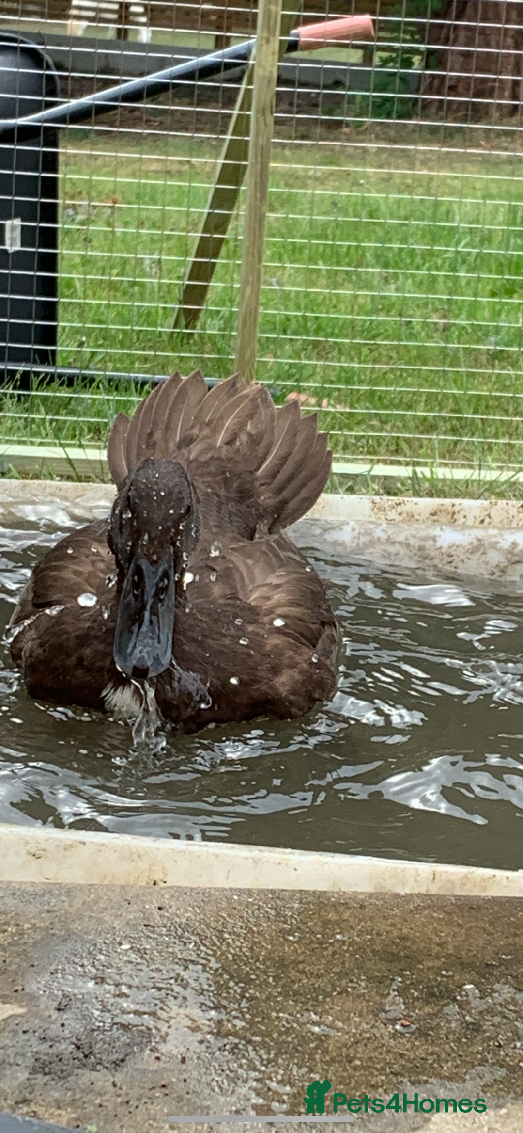 Ducks poultry for sale: Indian Runner Ducks  - Image 1