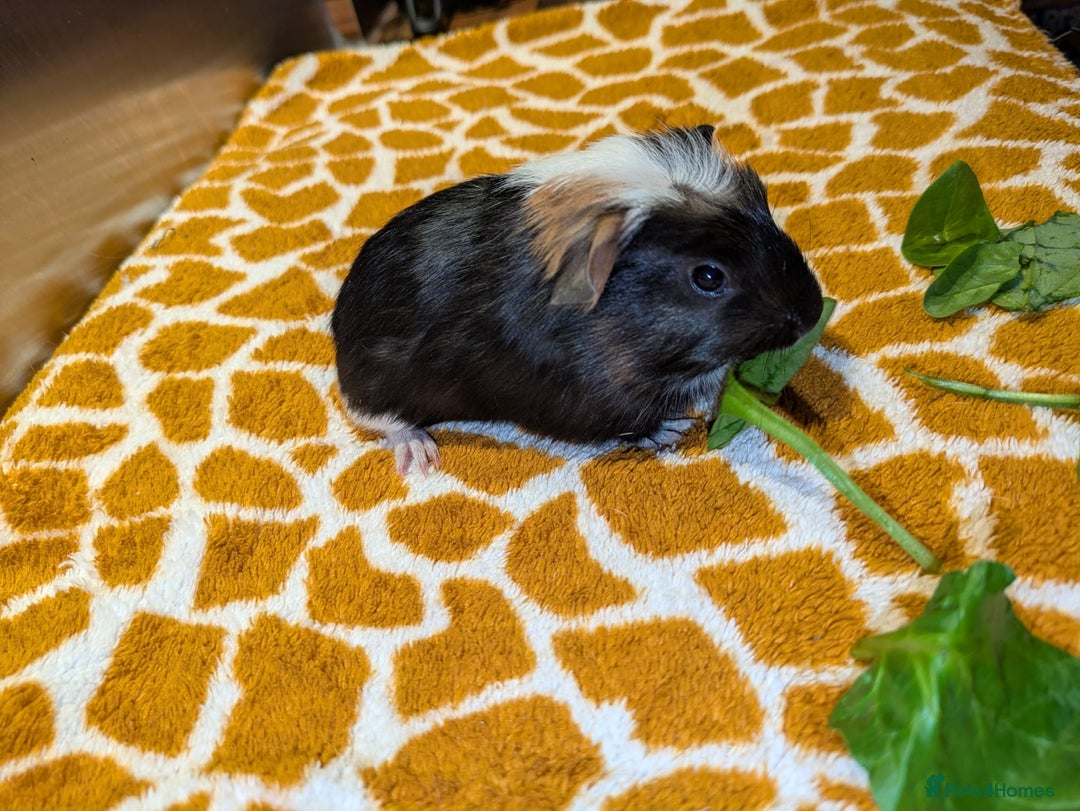 Guinea Pig rodents for sale: Two girls and three boys - Advert 4