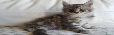 Maine Coon 3