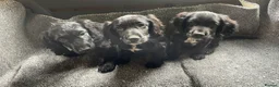Cocker Spaniel dogs for sale: 3 gorgeous cocker spaniel puppy’s  - Advert 7