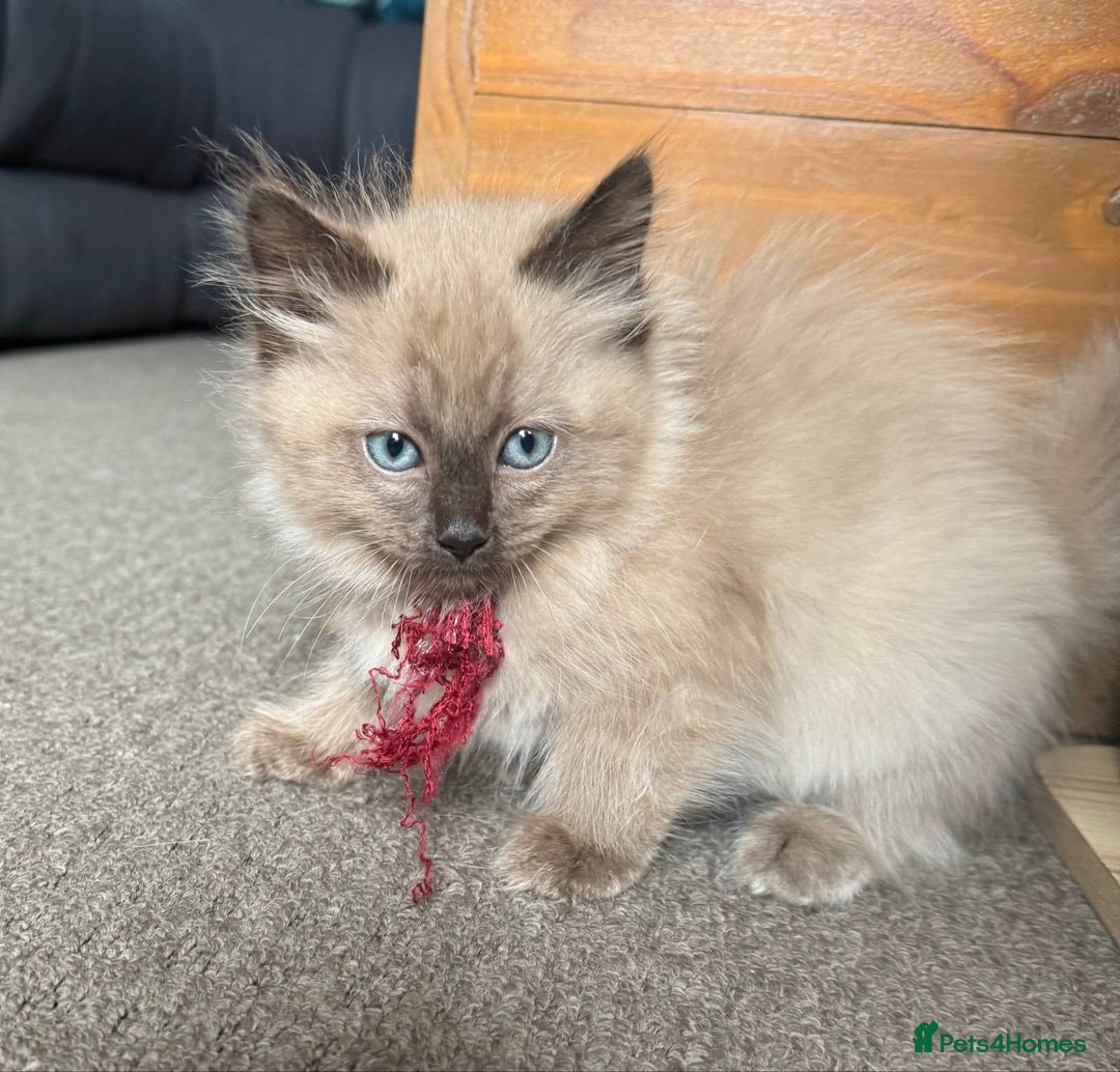 Ragdoll cats for sale: Ragdoll kittens cats - Image 7