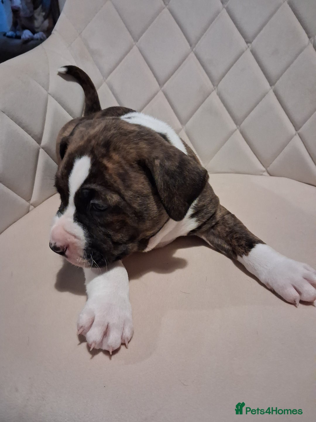 Mixed Breed dogs for sale: American bully Staffordshire bull terrier Puppies  - Advert 2