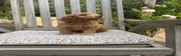 Cockapoo dogs for sale: Beautiful Litter of F1 Cockapoo Puppies - Advert 27