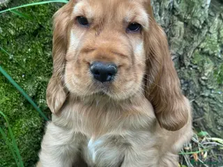Cocker Spaniel dogs TRUE SHOWTYPE KC REGISTERED HEALTH TESTED - Advert 2