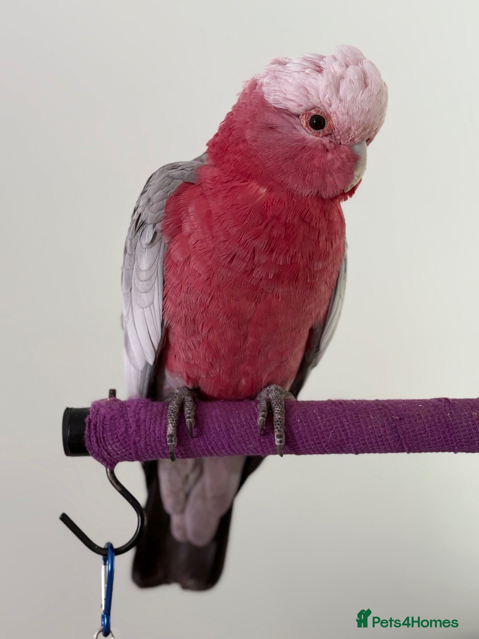 Cockatoo birds for sale: Galah cockatoo  - Advert 1