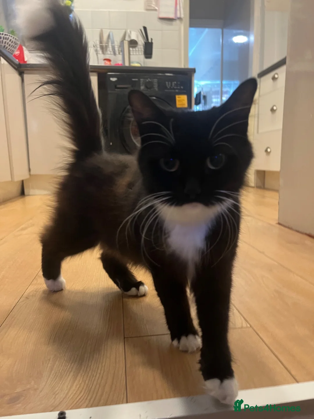 British Longhair cats for sale: Domestic long hair kittens  - Advert 1
