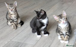Domestic Shorthair cats for sale: Beautiful domestic short hair kittens for sale  - Image 7