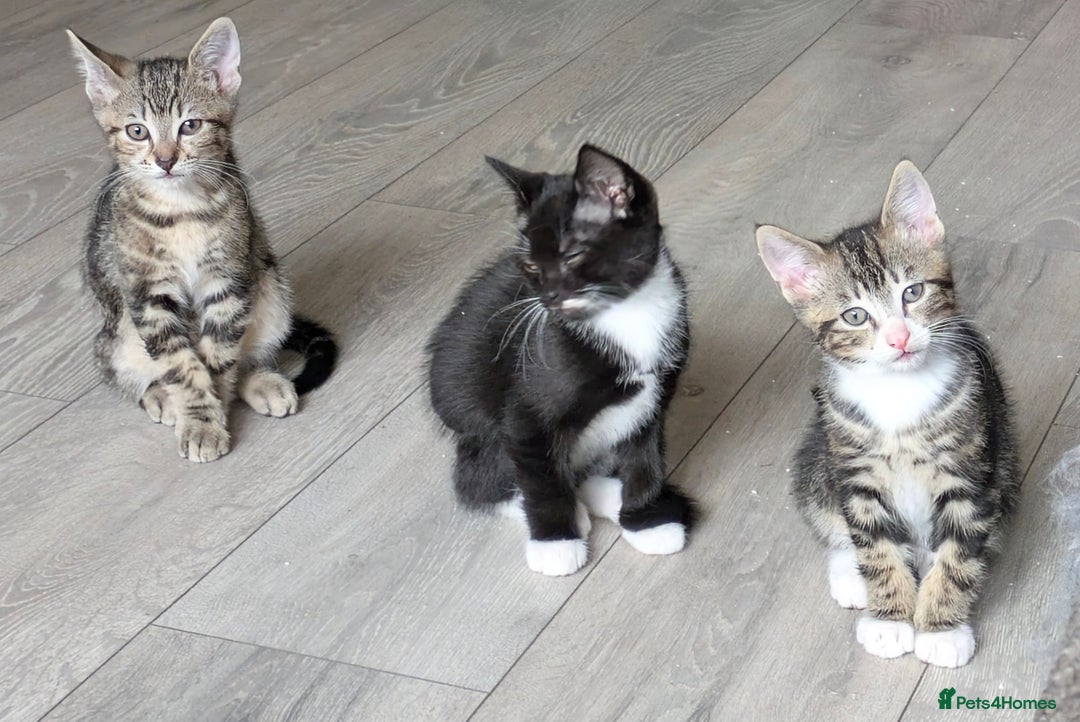 Domestic Shorthair cats for sale: Beautiful domestic short hair kittens for sale  - Image 7