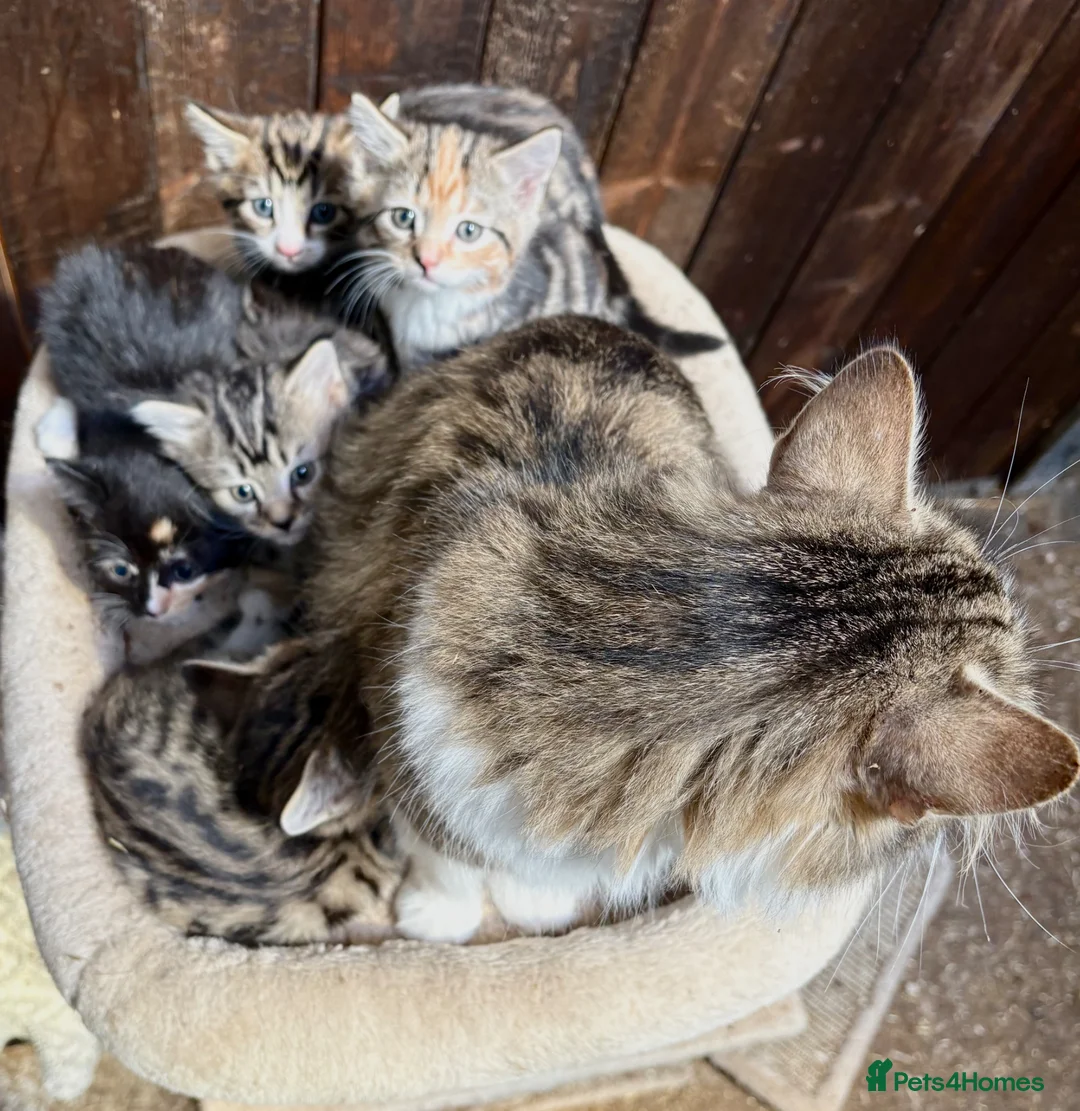 Siberian cats for sale: Gorgeous Part Siberian kittens  - Advert 2