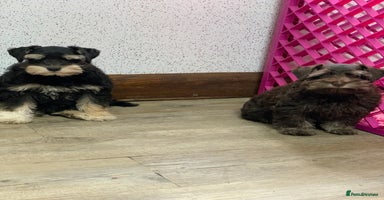 Miniature Schnauzer dogs - Advert 14