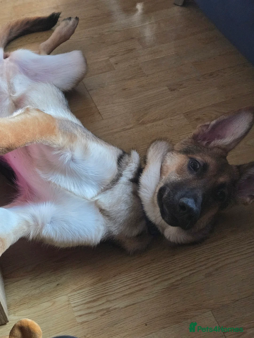 Mixed Breed dogs for sale: Shepkitas for sale - Advert 9