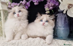 Ragdoll cats for sale: 🩷✨️Lovely Chunky EU kittens✨️🏆TICA Award cattery - Image 2