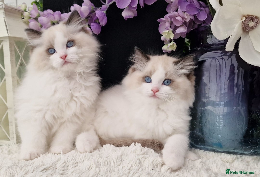 Ragdoll cats for sale: 🩷✨️Lovely Chunky EU kittens✨️🏆TICA Award cattery - Image 2