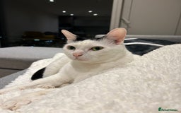 Mixed Breed cats for sale: 💔 Heartbreaking Rehoming – Manchester - Image 14