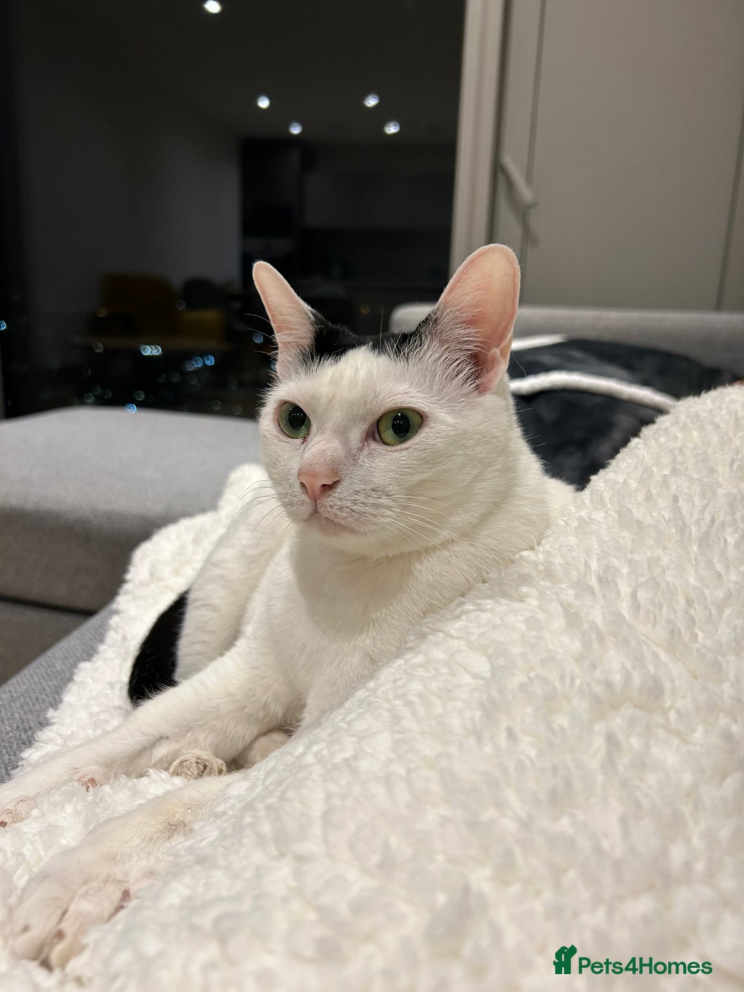 Mixed Breed cats for sale: 💔 Heartbreaking Rehoming – Manchester - Image 14