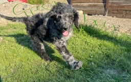 Goldendoodle dogs for sale:  F1b golden doodle puppies ready to go.  in Llandeilo - Image 13