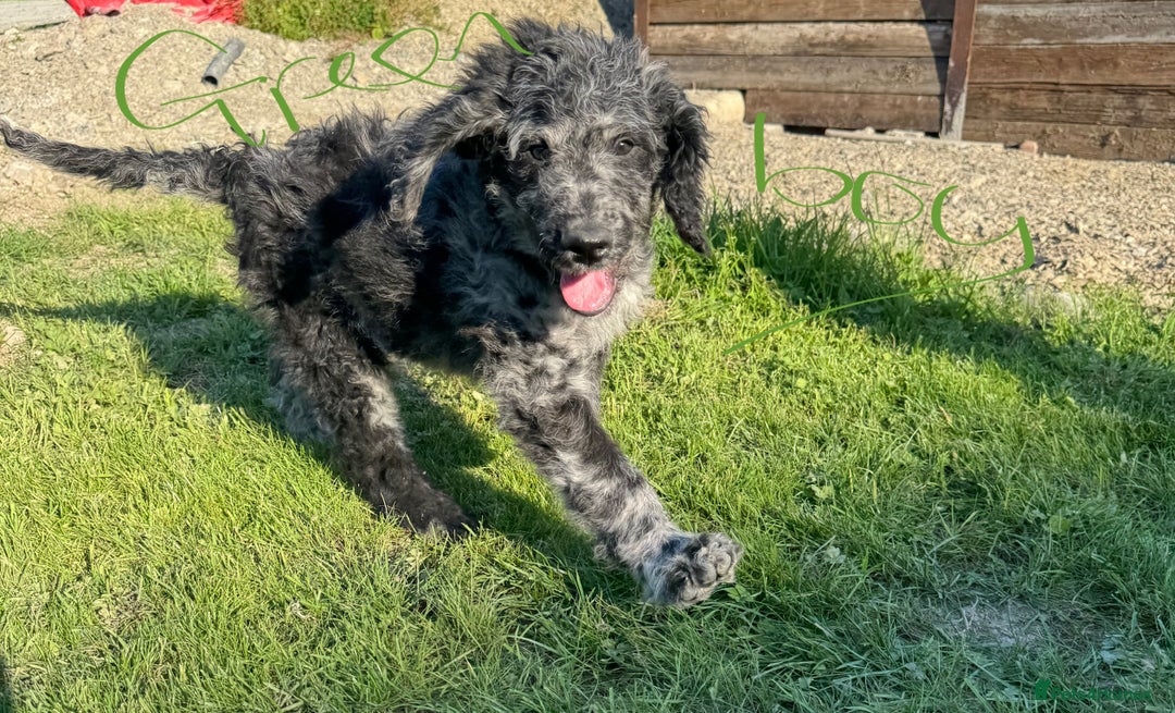 Goldendoodle dogs for sale:  F1b golden doodle puppies ready to go.  in Llandeilo - Image 13