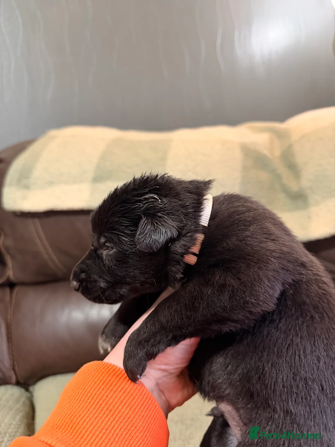 Mixed Breed dogs for sale: German shepherd x border collie (Shollie) - Advert 14