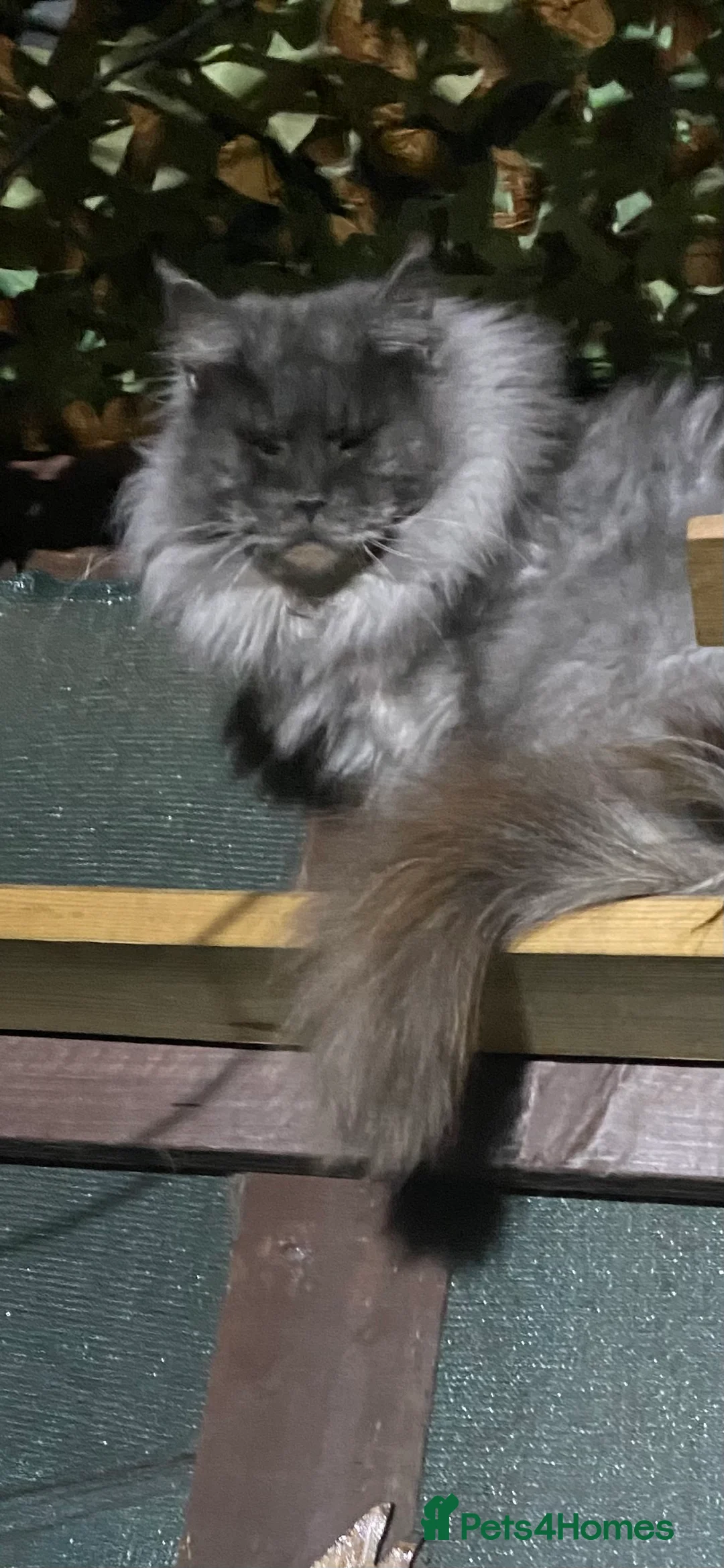 Maine Coon cats for stud: Stud Gccf duel Tica active blue smoke  in Grantham - Advert 5