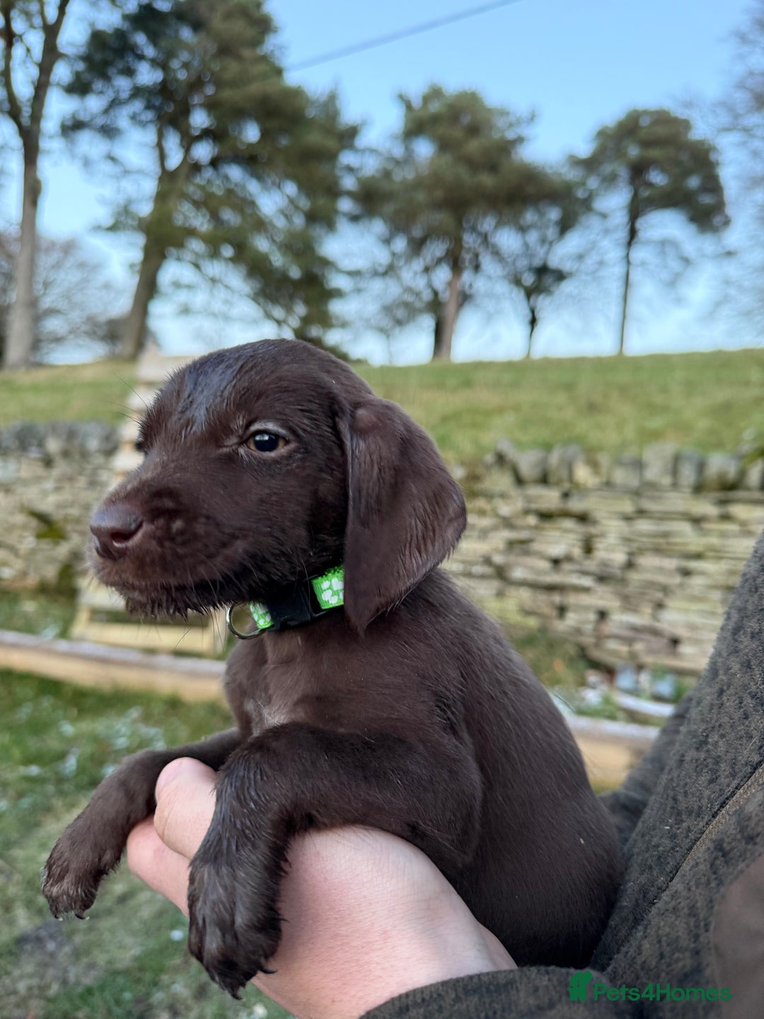 Mixed Breed dogs for sale: Stunning Labrador Pointer Puppies – Ready to go - Advert 16