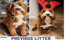 Australian Labradoodle dogs for sale: Exceptionally bred for Health! Temperament! Looks! - Advert 7