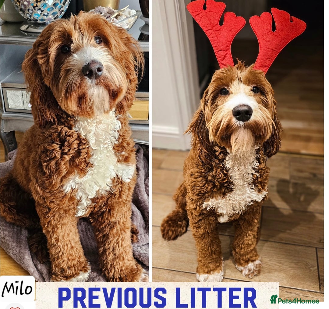 Australian Labradoodle dogs for sale: Exceptionally bred for Health! Temperament! Looks! - Advert 7