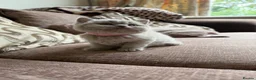 British Shorthair cats for sale: Chunky Lilac British Shorthair Kittens for sale!!! - Advert 12