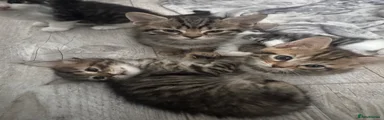 Female Tabby Kitten
